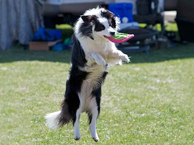 play-frisbee