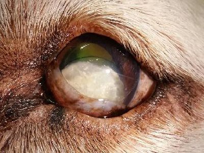 vizsla-progressive-retinal-atrophy