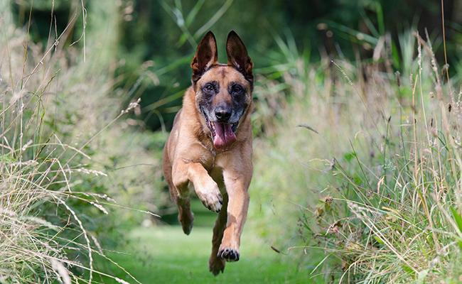 belgian-malinois-watch-dogs