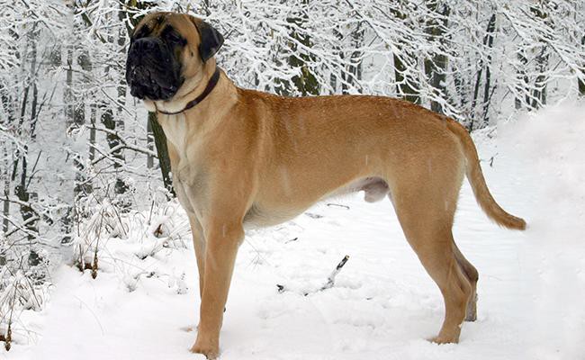 bullmastiff-watch-dogs