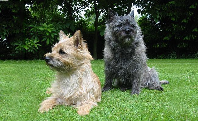 cairn-terrier-watch-dogs