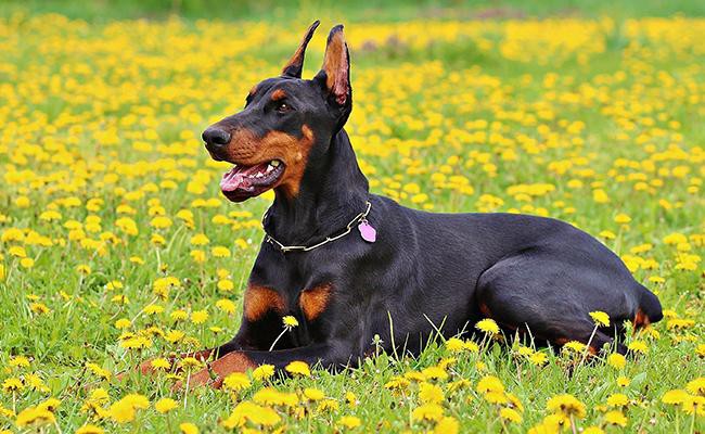 doberman-pinscher-watch-dogs