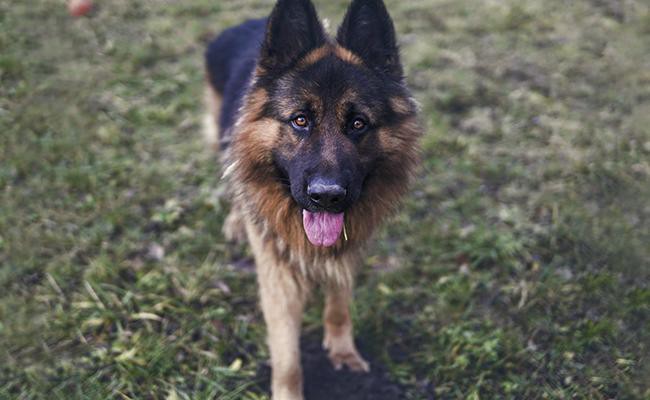 german-shepherd-watch-dogs