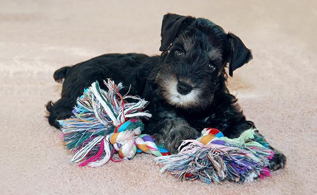 miniature-schnauzer-watch-dogs