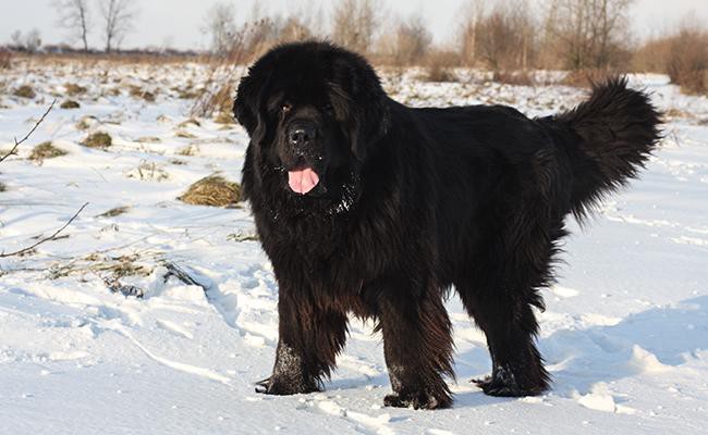 newfoundland-watch-dogs