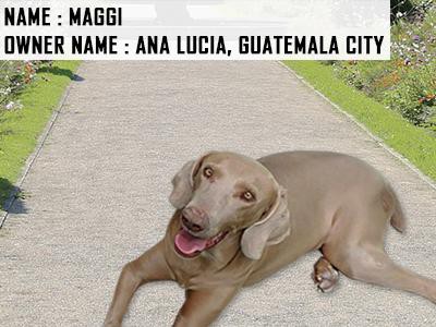 weimaraner-maggi