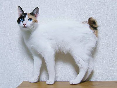 japanese-bobtail-white-cat