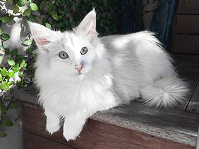 norwegian-forests-cat-white-cat