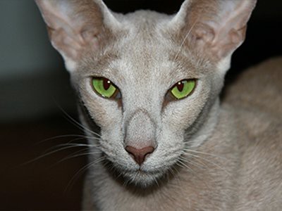 oriental-shorthair-white-cat