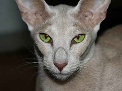 oriental-shorthair-white-cat