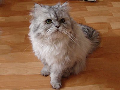 persian-white-cat