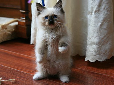 ragdoll-white-cat