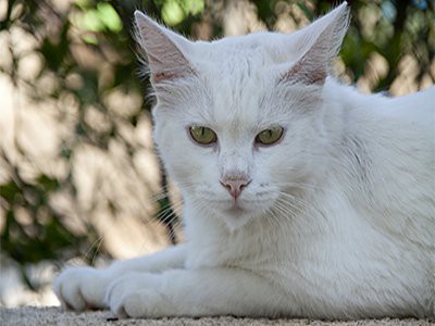 russian-white-white-cat