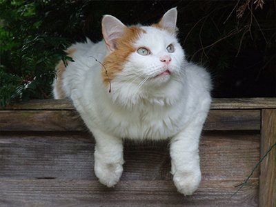 turkish-van-white-cat