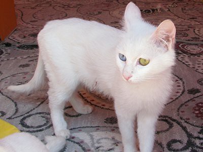 van-kedisi-white-cat