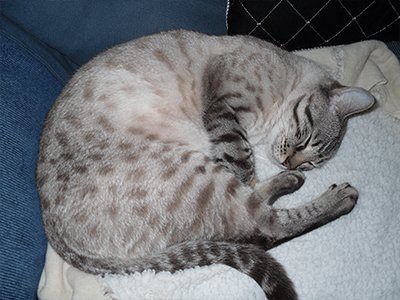 white-bengal-cat