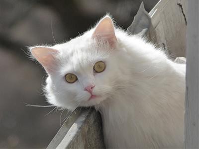 aegean-cat-white-cats