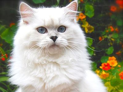 british-longhair-white-cats