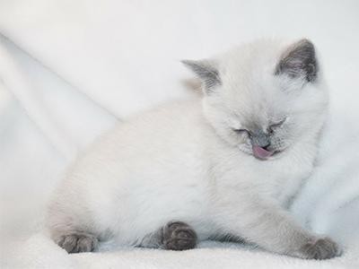 british-shorthair-white-cats