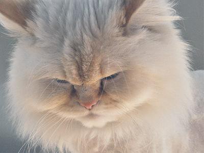 himalayan-cat-white-cats