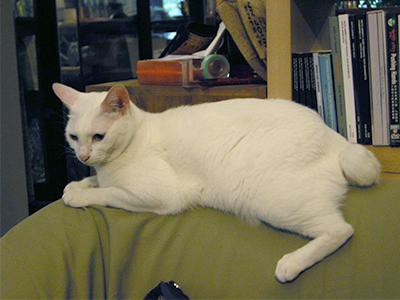 japanese-bobtail-white-cats