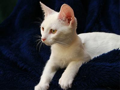 javanese-cat-white-cats