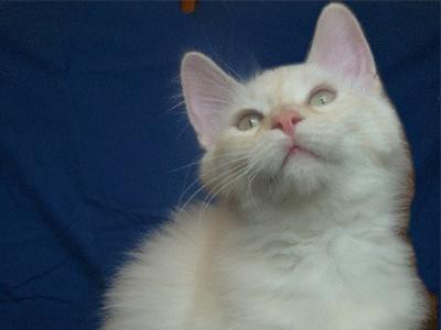 munchkin-white-cats