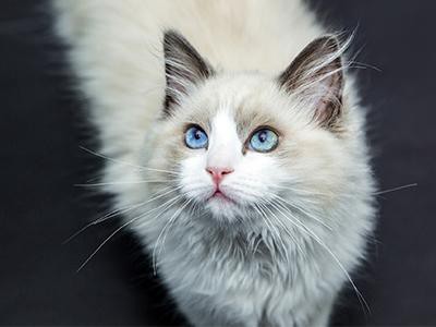 norwegian-forest-cat-white-cats