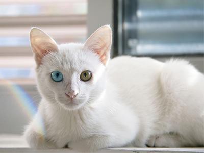 persian-cat-white-cats