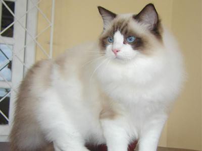 ragdoll-white-cats