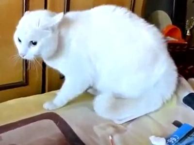 russian-white-cat-white-cats
