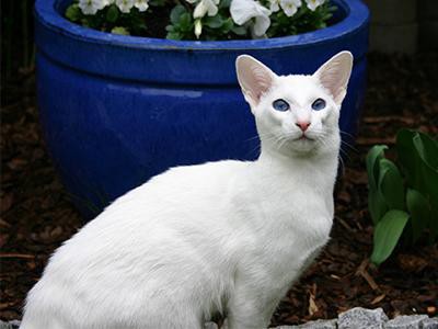 siamese-cat-white-cats