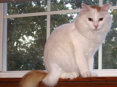turkish-van-white-cats