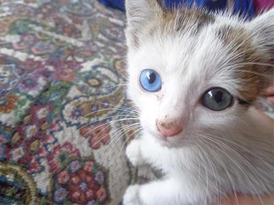 van-kedisi-white-cats