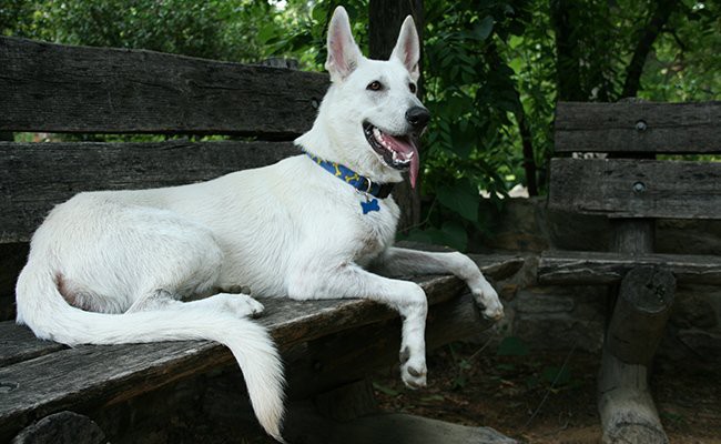 American white best sale german shepherd