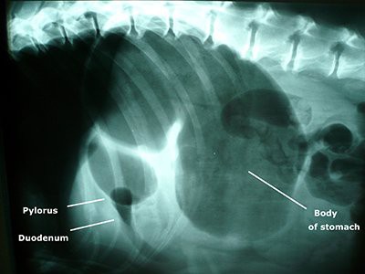 white-german-shepherd-gastric-dilatation-volvulus