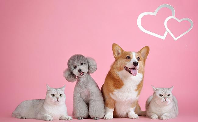 good-for-your-heart-heartless-people-take-a-break - Why Pets Are Good For You?