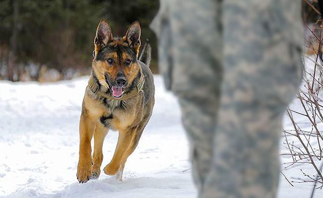 military-working-dogs-working-dogs